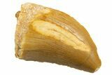 Serrated, Juvenile Carcharodontosaurus Tooth - Morocco #329857-1